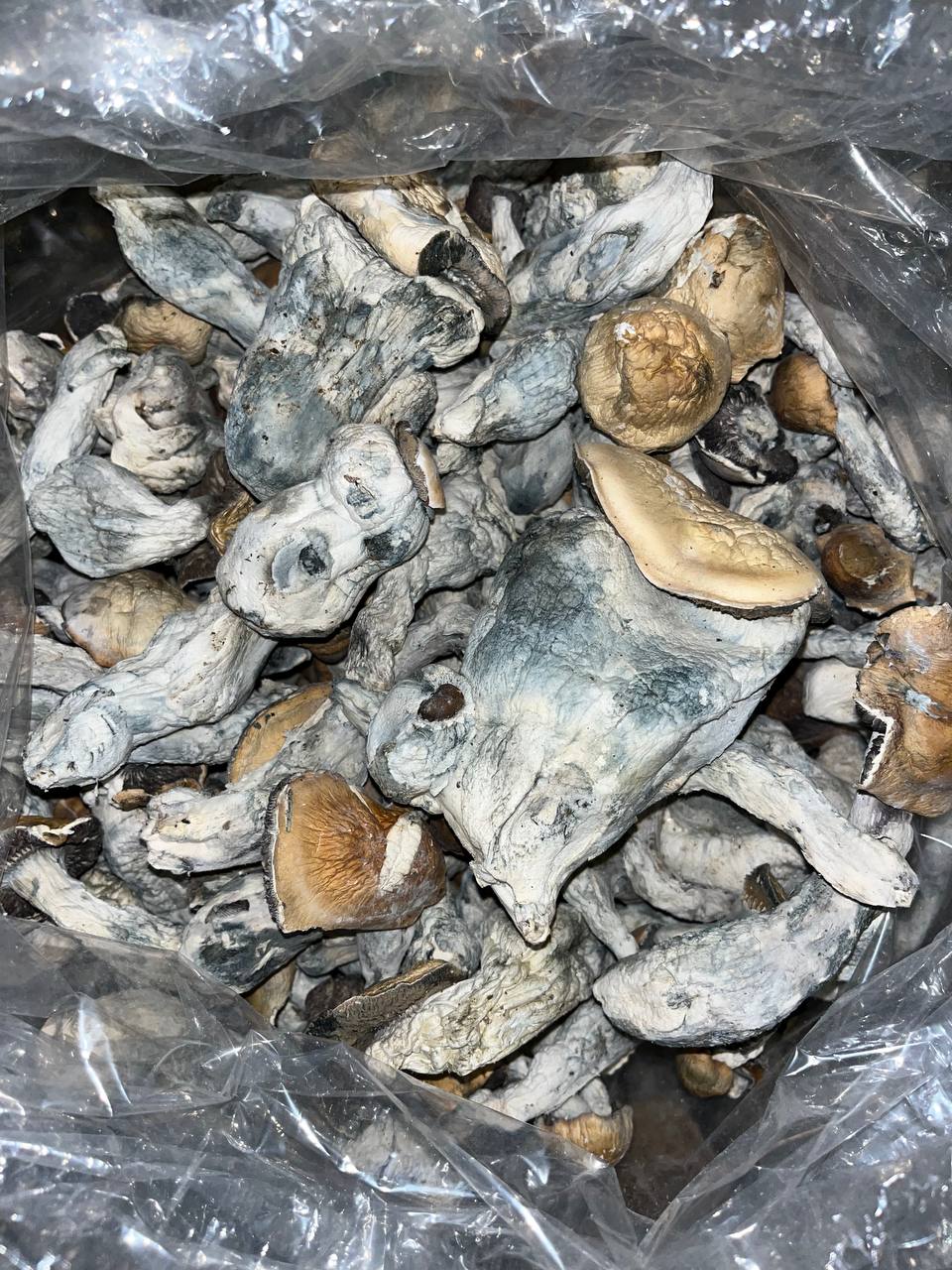 Golden Teacher - Main Image