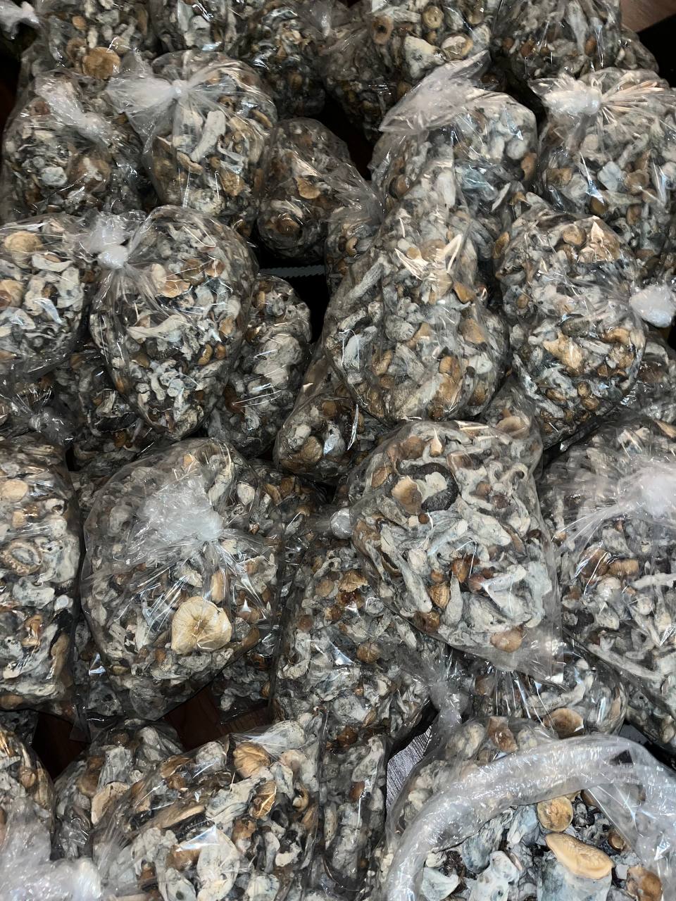 Golden Teacher Side View